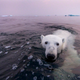 Image for article titled The best nature photo of the year is this badass polar bear